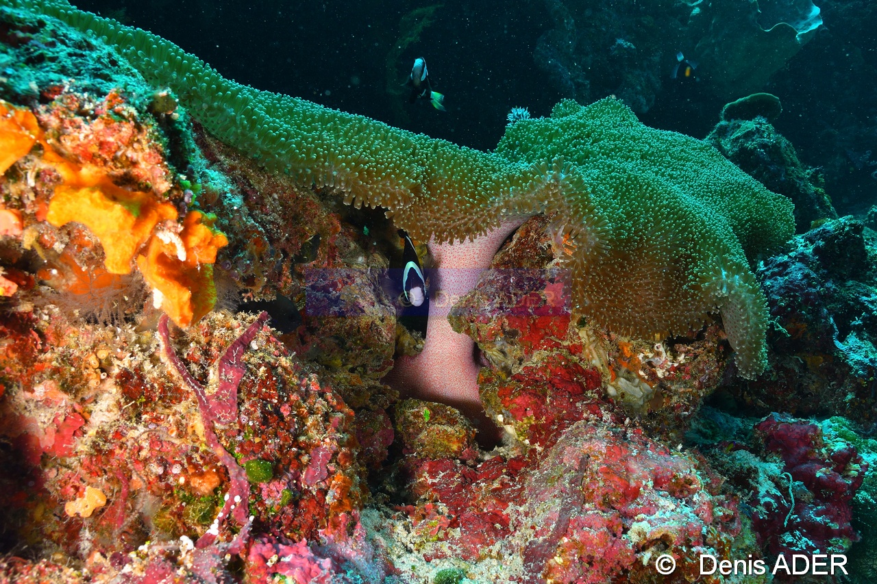 Stichodactyla mertensii Amphiprion clarkii-Binongky island Wall fish-6m-20180527-Denis-ADER-DSC_1215_tn.jpg
